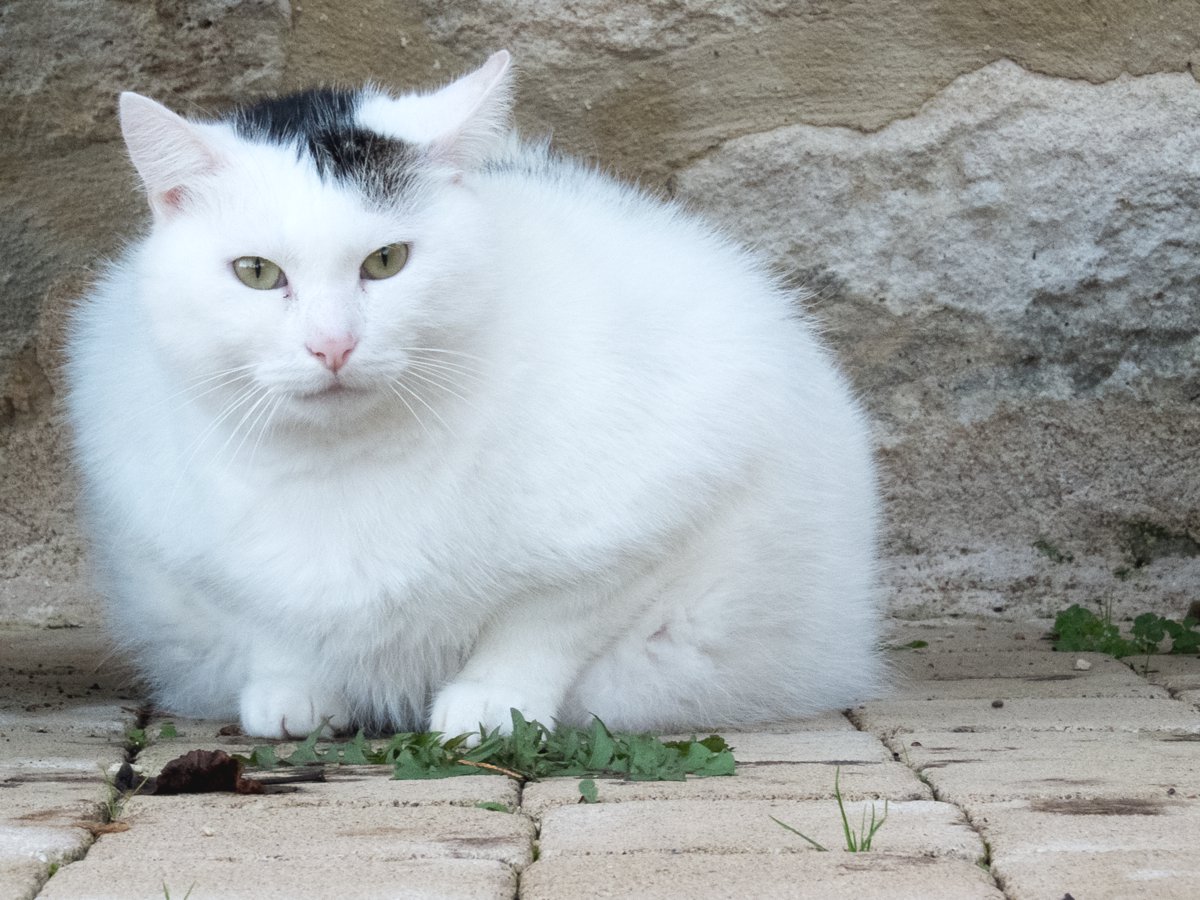 Le paysse à Saint Méard de Gurçon